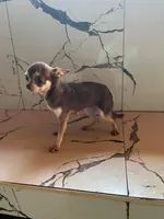 Coconut  teacup , a female Chihuahua for sale in Beaumont, TX – Photo 5 of 7