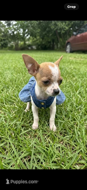 Coconut  teacup  – Chihuahua puppy for sale in Beaumont, TX