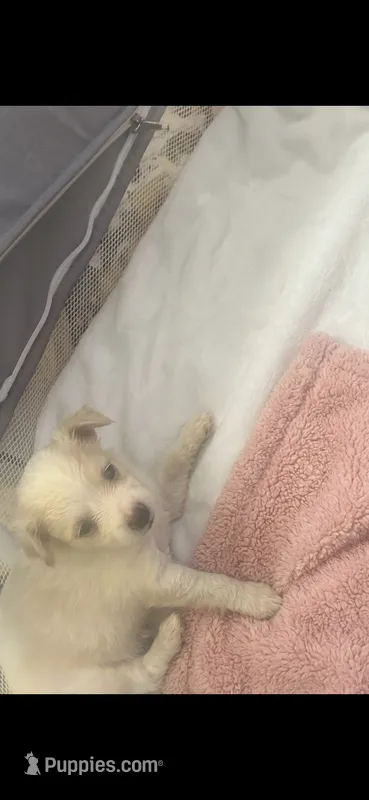 Blanca  long hair.  – Chihuahua puppy for sale in Beaumont, TX