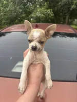 Bubba, a male Chihuahua for sale in Beaumont, TX – Photo 5 of 6