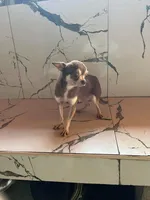 Bubba, a male Chihuahua for sale in Beaumont, TX – Photo 4 of 6