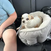 Bubba, a male Chihuahua for sale in Beaumont, TX – Photo 2 of 6