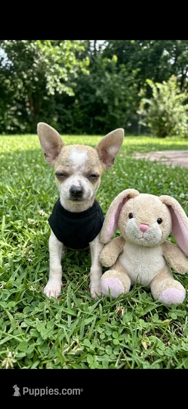 Bubba – Chihuahua puppy for sale in Beaumont, TX