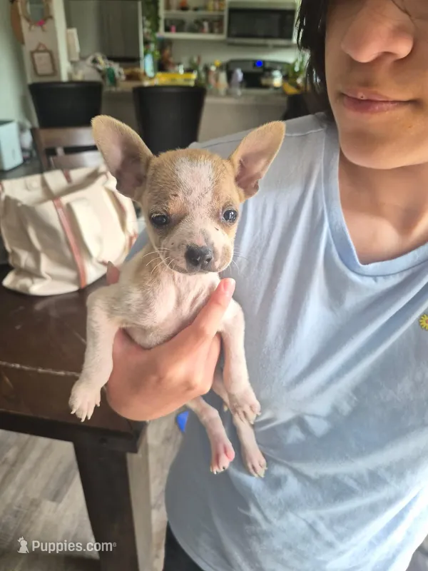 Bubba – Chihuahua puppy for sale in Beaumont, TX