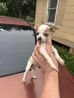 Bubba, a male Chihuahua for sale in Beaumont, TX – Photo 6 of 6