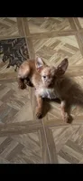 Randy long hair toy , a male Chihuahua for sale in Beaumont, TX – 2 of 2