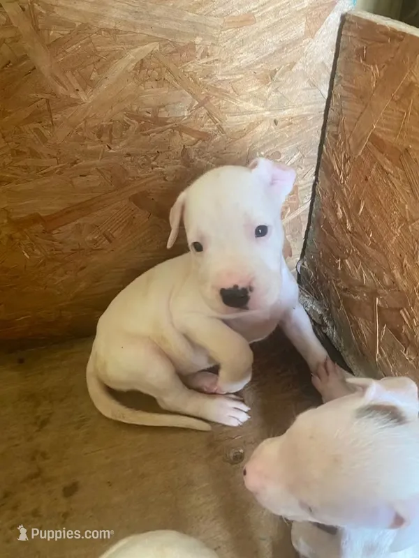Puppy one  reduced price  – Great Dane puppy for sale in Beaumont, TX