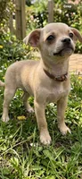 Papi urgent home he a teacup , a male Chihuahua for sale in Beaumont, TX – 3 of 3