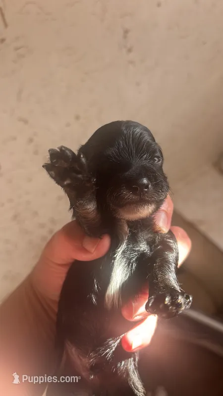 Andy  – Chihuahua puppy for sale in Beaumont, TX
