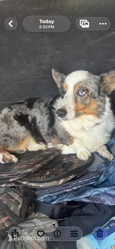 Zues  blue Merle  – Pembroke Welsh Corgi puppy for sale in Beaumont, TX