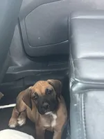 July , a female Boxer for sale in Beaumont, TX – 3 of 3