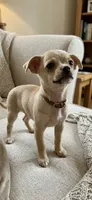 Papi urgent home he a teacup , a male Chihuahua for sale in Beaumont, TX – 2 of 3