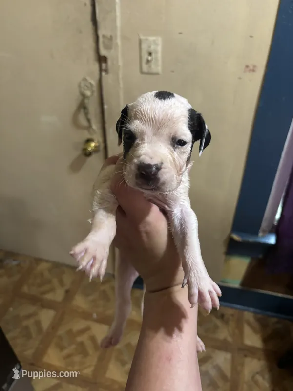Puppy 2 – Great Dane puppy for sale in Beaumont, TX