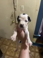 Puppy 2, a male Great Dane for sale in Beaumont, TX – 1 of 2