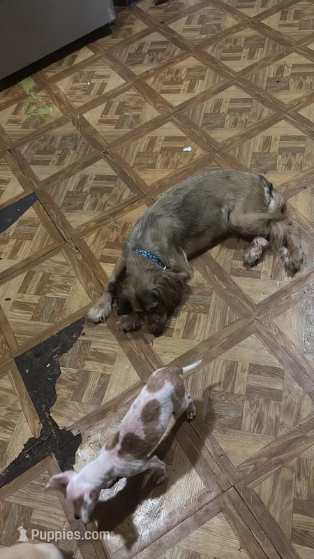 Pregnant cocker spaniel  – Cocker Spaniel puppy for sale in Beaumont, TX