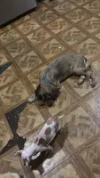 Pregnant cocker spaniel , a female Cocker Spaniel for sale in Beaumont, TX – 1 of 2