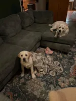 Mija, a female Labrador Retriever for sale in Beaumont, TX – Photo 2 of 3