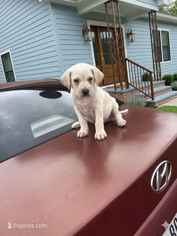 Mija – Labrador Retriever puppy for sale in Beaumont, TX