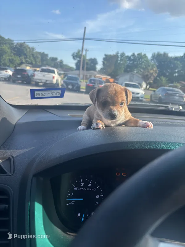 Diasey – Miniature Dachshund puppy for sale in Beaumont, TX