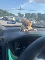 Diasey, a female Miniature Dachshund for sale in Beaumont, TX – 1 of 2