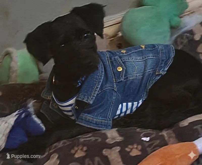 Linus – Miniature Goldendoodle puppy for sale in Beaumont, TX