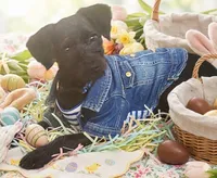 Linus, a male Miniature Goldendoodle for sale in Beaumont, TX – Photo 2 of 4