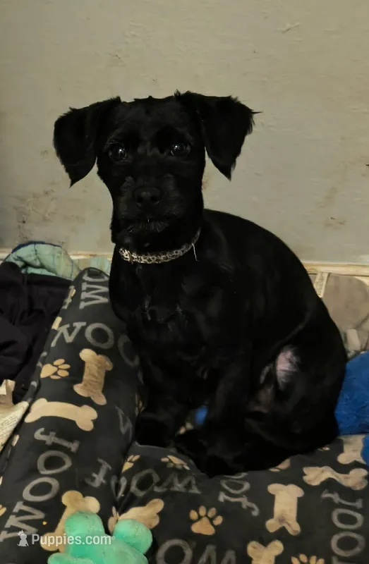 Linus, a male Poodle - Toy  for sale in Beaumont, TX – Photo 1 of 2