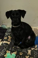 Linus, a male Poodle - Toy  for sale in Beaumont, TX – Photo 1 of 2