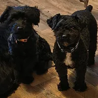 Linus, a male Poodle - Toy  for sale in Beaumont, TX – Photo 2 of 2