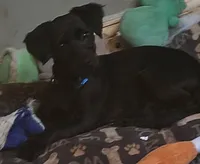 Linus, a male Miniature Goldendoodle for sale in Beaumont, TX – Photo 3 of 4