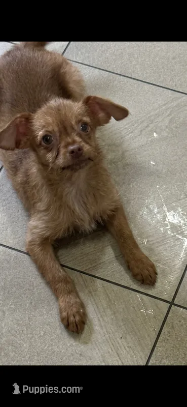 Randy long hair toy  – Chihuahua puppy for sale in Beaumont, TX
