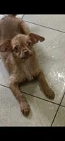 Randy long hair toy , a male Chihuahua for sale in Beaumont, TX – 1 of 2