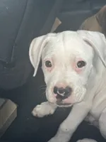 Damon , a male Boxer for sale in Beaumont, TX – 2 of 3