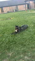 Kiara urgent home needed , a female Cane Corso for sale in Beaumont, TX – 2 of 2