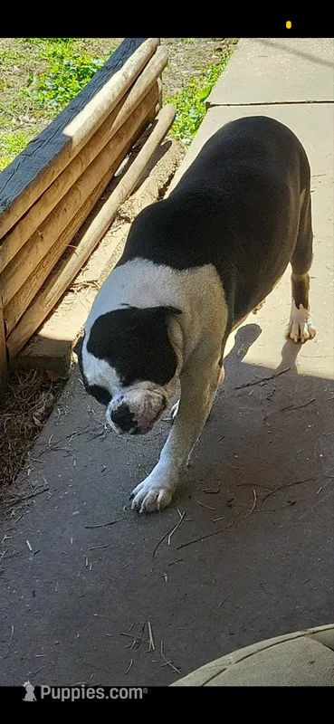 Urgent pregnant need home  olde English  – English Bulldog puppy for sale in Beaumont, TX