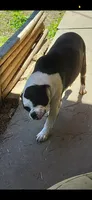 Urgent pregnant need home  olde English , a female English Bulldog for sale in Beaumont, TX – 1 of 1