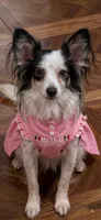 Blanca  long hair. , a female Chihuahua for sale in Beaumont, TX – 8 of 8