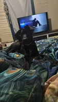 Iceland need home asap , a female Great Dane for sale in Beaumont, TX – 2 of 2