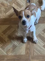 Eddie , a female Chihuahua for sale in Beaumont, TX – 4 of 5