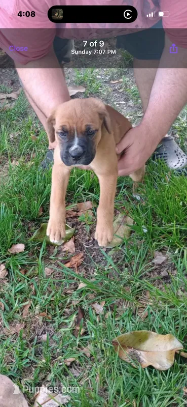 Holly  – Boxer puppy for sale in Beaumont, TX