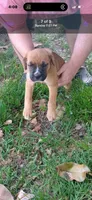 Holly , a female Boxer for sale in Beaumont, TX – 1 of 1