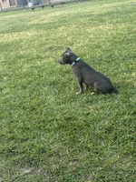 Chapo , a male American Bully for sale in Beaumont, TX – 3 of 3