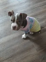 Magrita pocket bullie rare color , a female American Bully for sale in Baytown, TX – 2 of 4