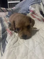 Carl  long hair. , a male Miniature Dachshund for sale in Beaumont, TX – 1 of 5