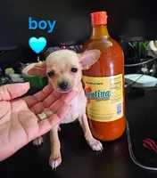 Eddy , a male Chihuahua for sale in Beaumont, TX – 1 of 2