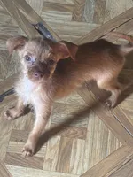Raymond long hair , a male Chihuahua for sale in Beaumont, TX – 4 of 7