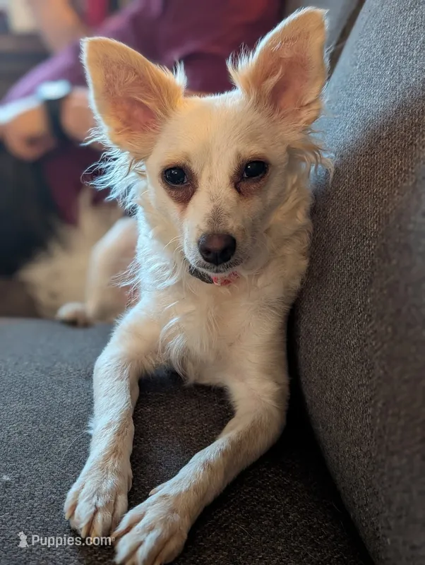 Snow the powder puff  pregnant  – Chinese Crested puppy for sale in Beaumont, TX