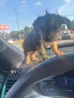 London , a male Yorkshire Terrier for sale in Beaumont, TX – 2 of 3