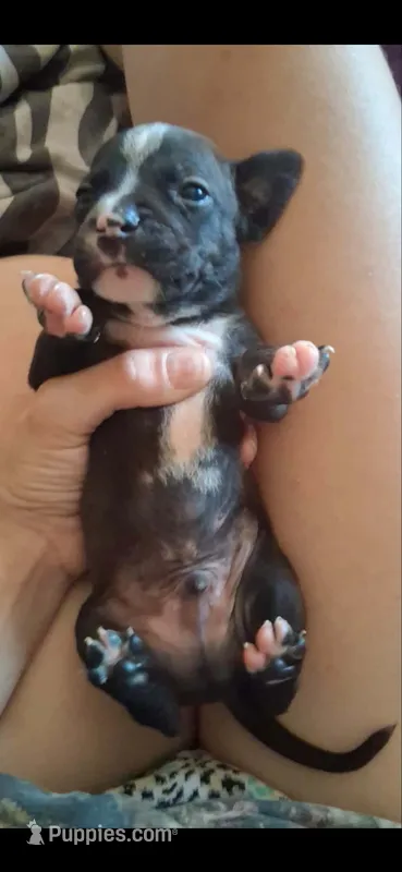 Baby 2 he is brindle , a male Chihuahua for sale in Beaumont, TX – 1 of 6