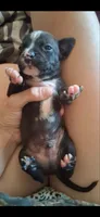 Baby 2 he is brindle , a male Chihuahua for sale in Beaumont, TX – 1 of 6
